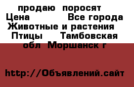 продаю  поросят  › Цена ­ 1 000 - Все города Животные и растения » Птицы   . Тамбовская обл.,Моршанск г.